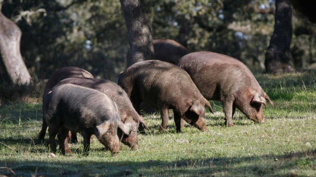 Cochon jambon ibérique pata negra bellota dehesas