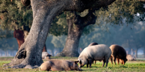 Porcs ibériques dans une dehesa